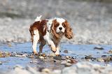 CAVALIER KING CHARLES 227